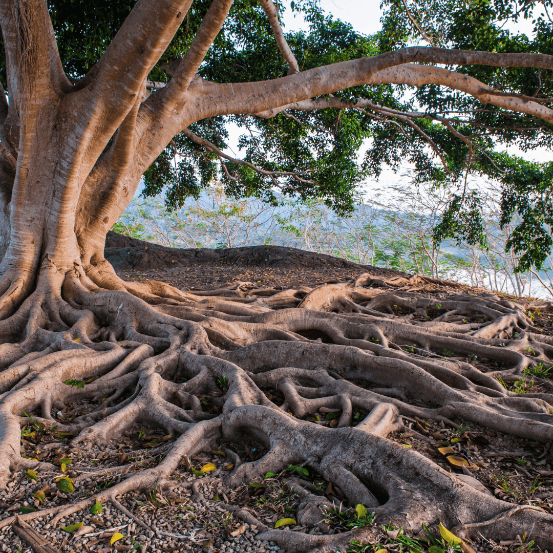 Transformacionales cultural desde la raíz Un árbol con raíces amplias, fuertes y visibles, que sostiene un tronco y ramas amplias y frondosas. Las raíces representan el cimiento de la cultura, como sosten necesario para el desarrollo de un entorno de diversidad, equidad, inclusión y accesibilidad solido y en constante crecimiento.